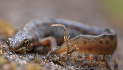 BB 06 0038 / Lissotriton vulgaris / Småsalamander